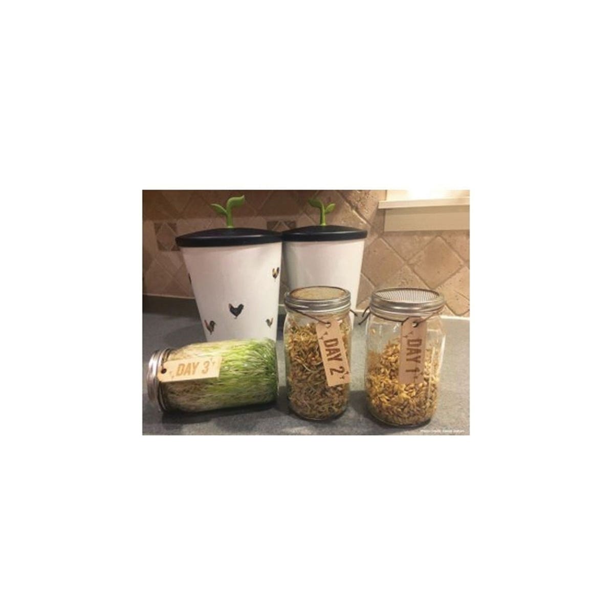 Scratch and Peck Feeds 9960-01 Sprout Ferment Starter Kit, 32 oz Jar
