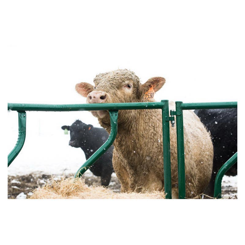 Tarter FFCT Cattle Flex Feeder Green Powder?Coated Steel