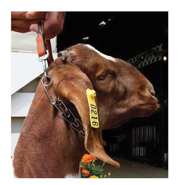 Weaver Livestock Goat Collar with Chain, 2.3 mm Chain, 5/8 in W Collar, 24 in L Collar, Leather
