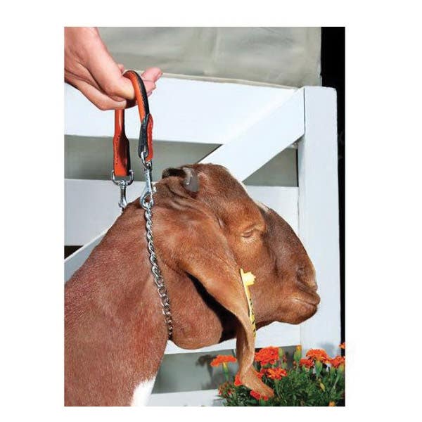 Weaver Livestock Goat Collar with Chain, 2.3 mm Chain, 5/8 in W Collar, 24 in L Collar, Leather