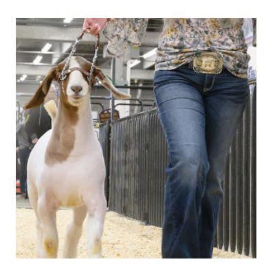 Weaver Livestock Total Control Goat Halter, Brown