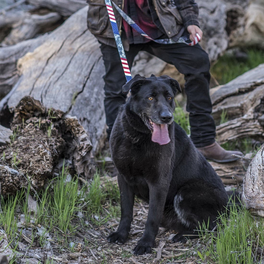 Wolfgang DigitalDog Dog Collar, 8 to 12 in Neck, 5/8 in W Collar