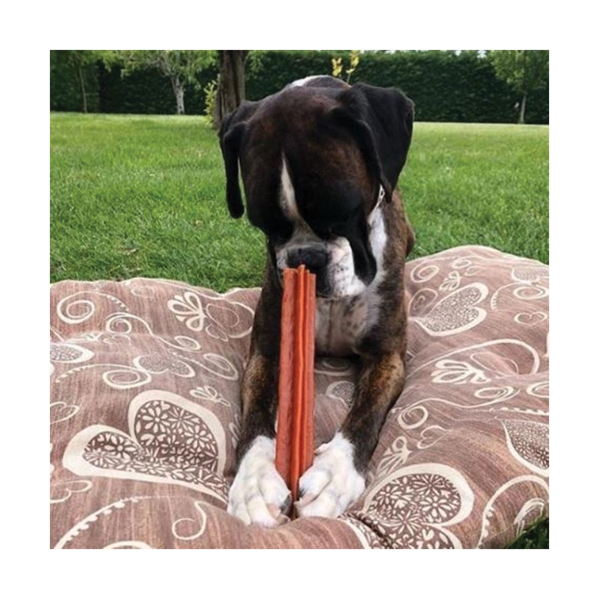 Whimzees WHZ317 Dental Treat, M Breed, Special Diet: Grain-Free