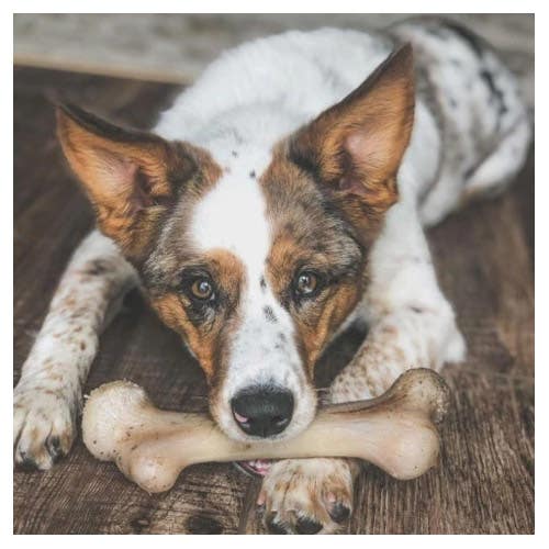 Pet Qwerks Dinosaur BarkBones DBB1 Dog Chew, 3XL, Bacon Flavor, Bone, Nylon