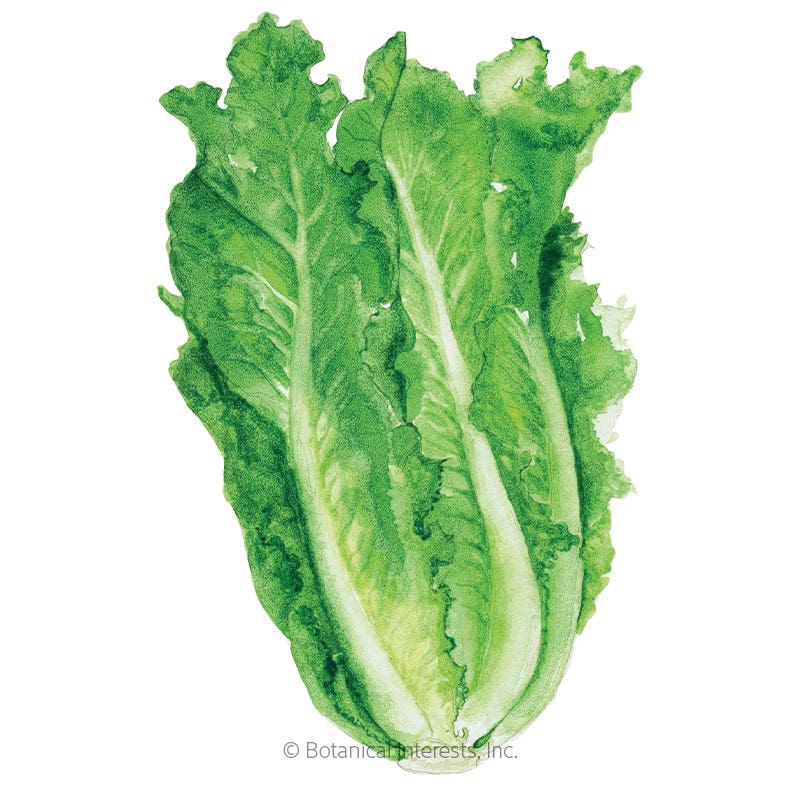 Botanical Interests Vegetable Seed, Vivian Romaine Lettuce, Lactuca Sativa, Fall, Winter Harvest, 1 g