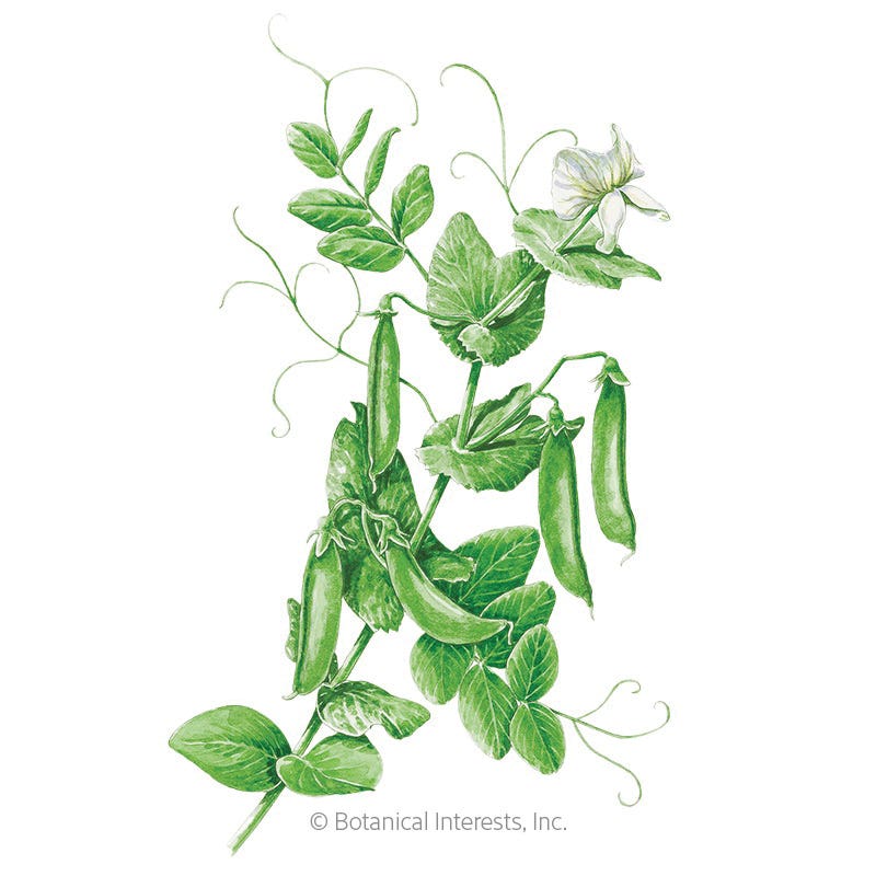 Botanical Interests Vegetable Seed, Cascadia Snap Pea, Pisum Sativum, Fall, Winter Harvest, 15 g