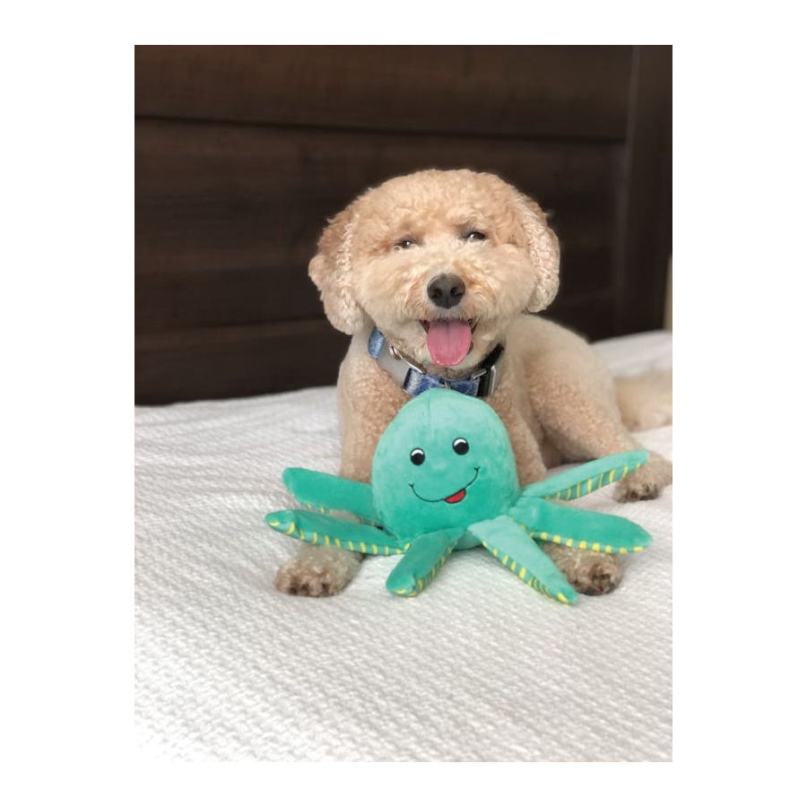 Spunky Pup Clean Earth 7258 Dog Toy, S, Squeaker Toy, Octopus, Fabric/Plastic/Plush