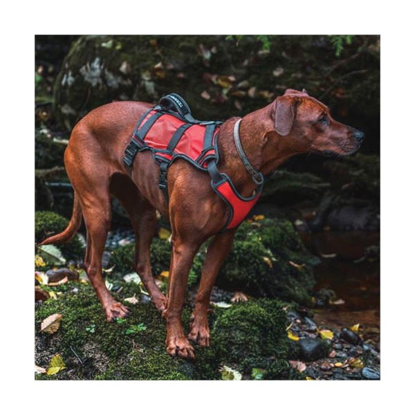 Terrain Dog Dog Harness, L, Fastening Method: Strap, Polyester Harness, 23 to 37 in Harness, Orange