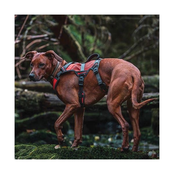 Terrain Dog Dog Harness, L, Fastening Method: Strap, Polyester Harness, 23 to 37 in Harness, Orange