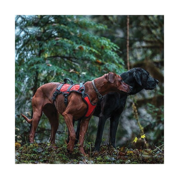 Terrain Dog Dog Harness, L, Fastening Method: Strap, Polyester Harness, 23 to 37 in Harness, Orange