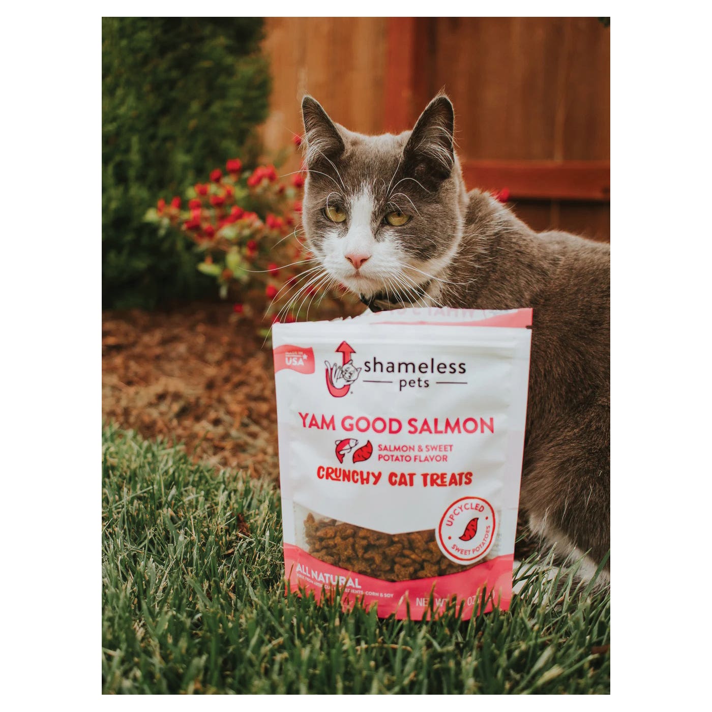 Shameless Pets 164039 Crunchy Cat Treat, Salmon, Sweet Potato, 2.5 oz, Bag