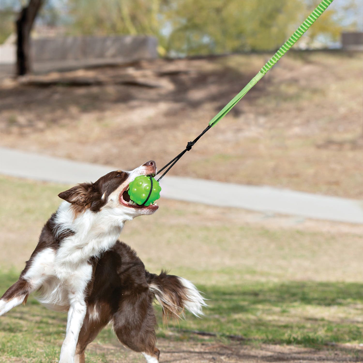 Jolly Pets TREE TUGGER Dog Toy, Tug, Nylon