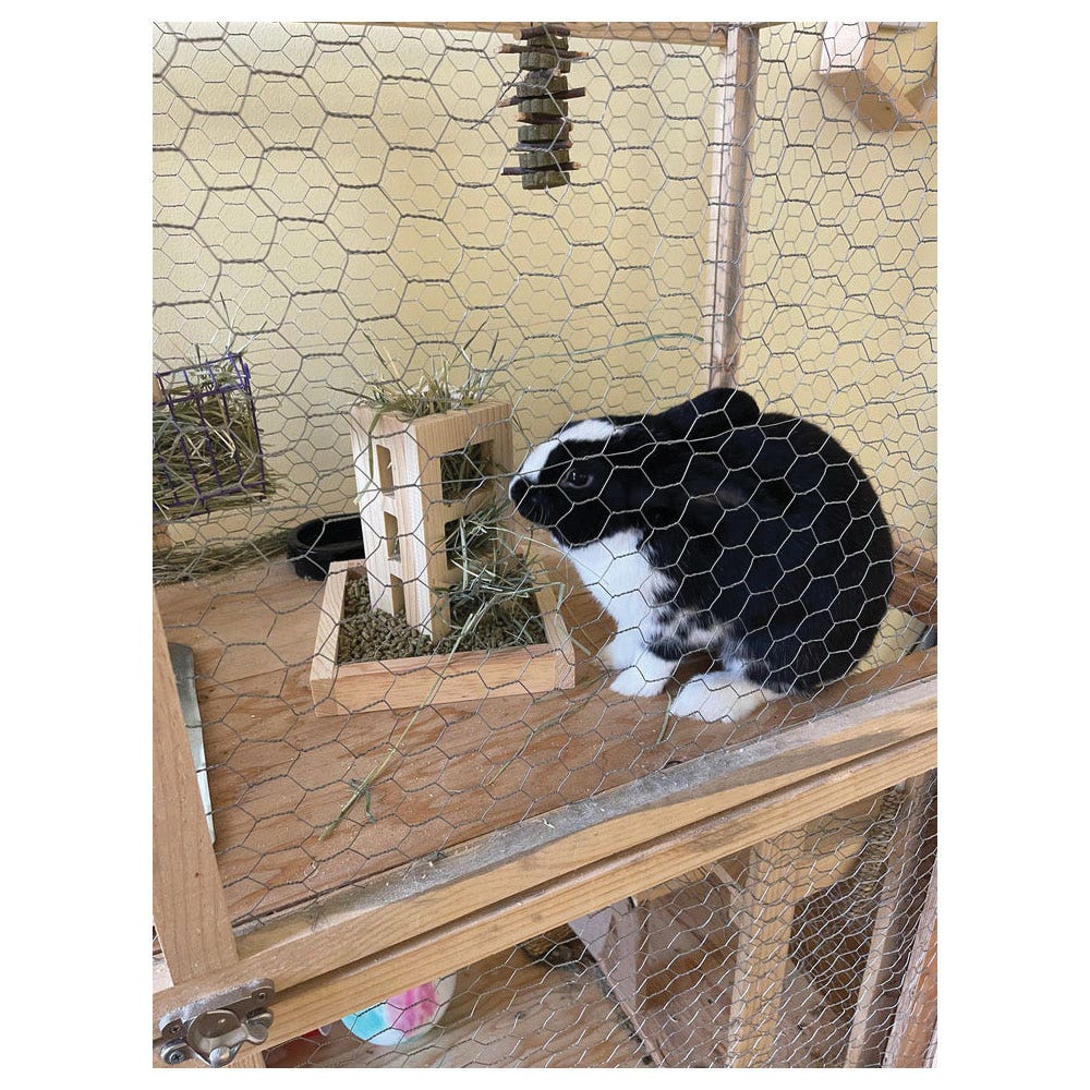 Harvest Lane Honey WWFDR-101 2-in-1 Rabbit Feeder, Wood, Free Standing