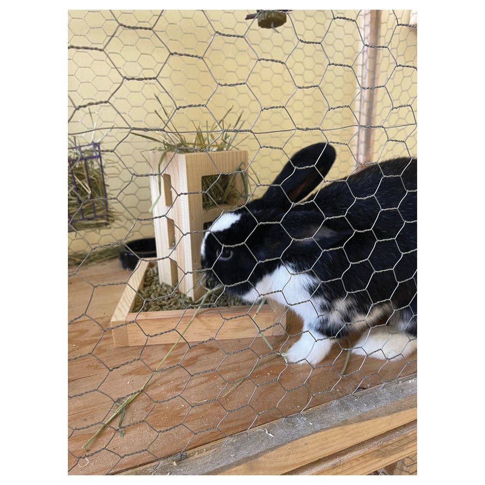 Harvest Lane Honey WWFDR-101 2-in-1 Rabbit Feeder, Wood, Free Standing