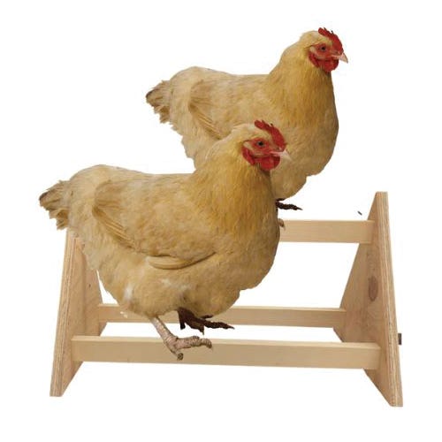 Harvest Lane Honey Wooden Chicken Perch