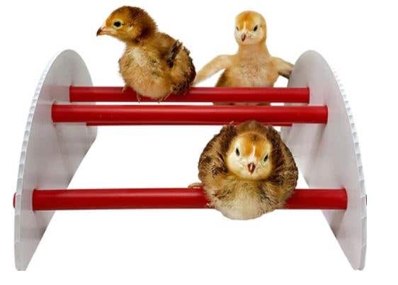 Pecking Order Chick-N-Play Plastic Roost for Chicks
