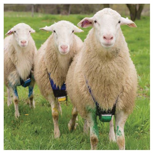 Premier1 501020 Deluxe Marking Harness, Nylon Harness, Blue, Fastening Method: Buckle