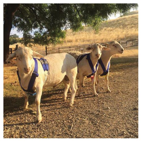 Premier1 501020 Deluxe Marking Harness, Nylon Harness, Blue, Fastening Method: Buckle