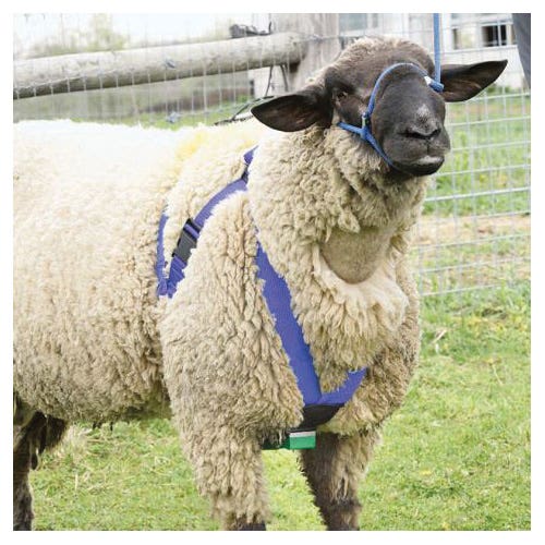 Premier1 501020 Deluxe Marking Harness, Nylon Harness, Blue, Fastening Method: Buckle