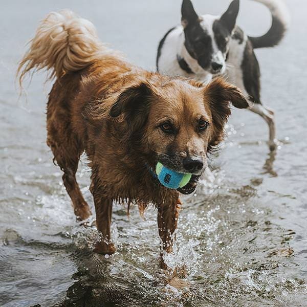 Terrain Dog Tennis Ball Dog Toy