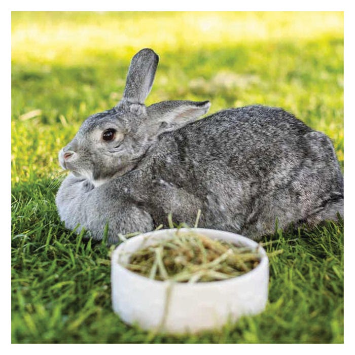 STANDLEE Hand-Selected Timothy Grass, 9 Lb.