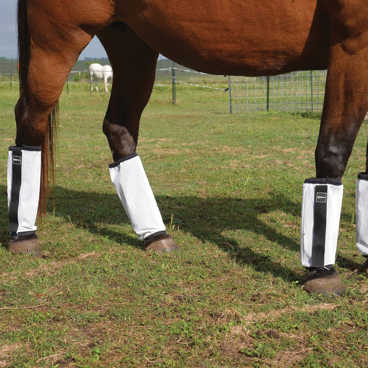 Reinsman F300-AV-WH Fly Boots, Average