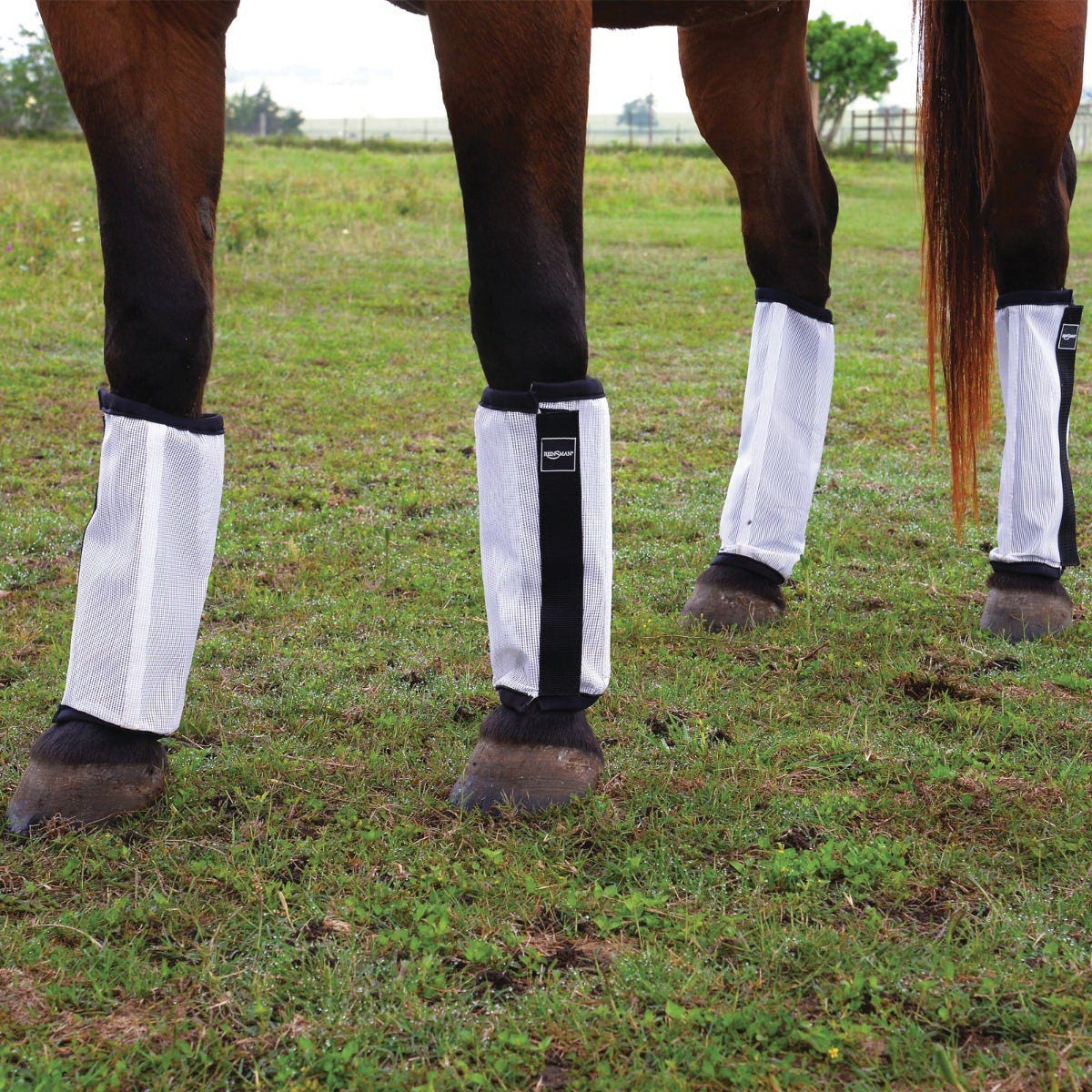 Reinsman F300-AV-WH Fly Boots, Average