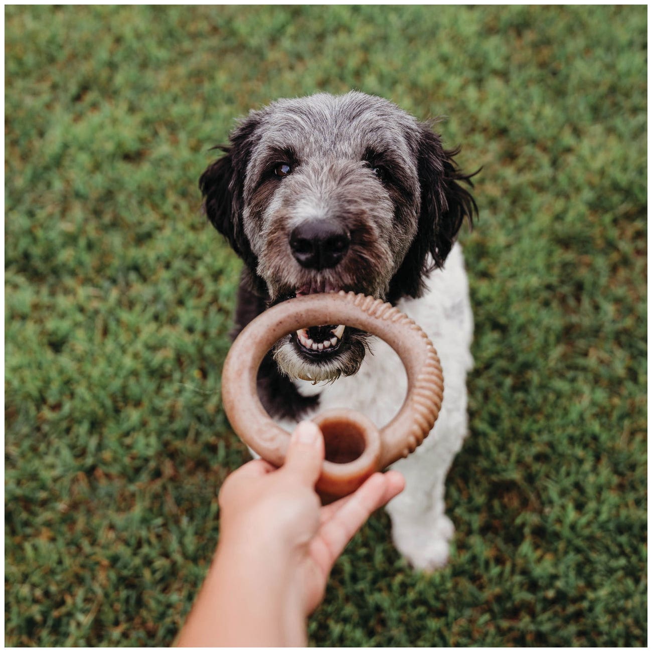 Benebone Dog Toy, L, Bacon, Chew, Ring, Nylon/Real Bacon