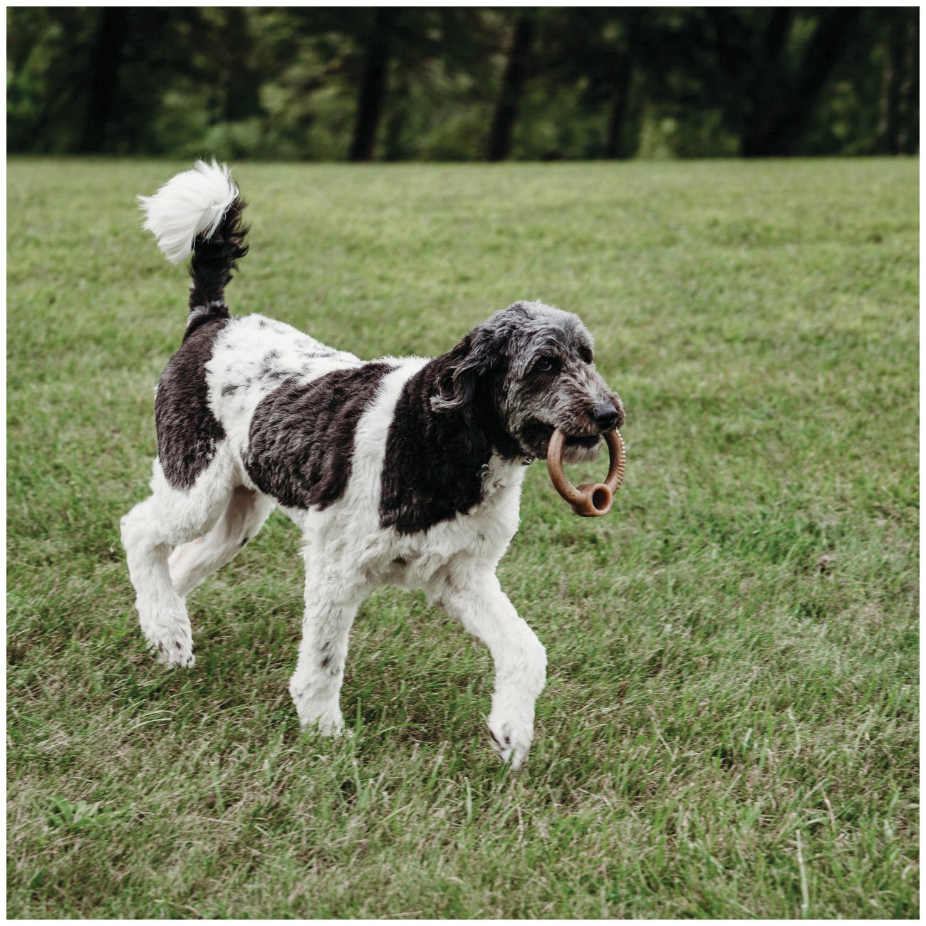Benebone Dog Toy, L, Bacon, Chew, Ring, Nylon/Real Bacon