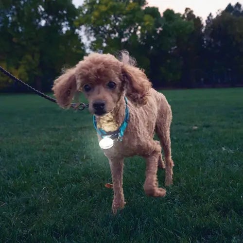 Nite Ize SpotLit PSGSR17-02-R6 Rechargeable Light, Stainless Steel, Green, For: Collars and Harnesses