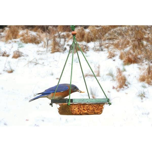 Songbird ESSENTIALS Dish Feeder, Mealworm, 4-Port/Perch, Plastic/Wood, Green, Hanging