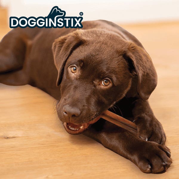 Dogginstix BS30IND Natural Dog Chew and Treat, Cane Bully Stick, 2.8 to 3.8 oz