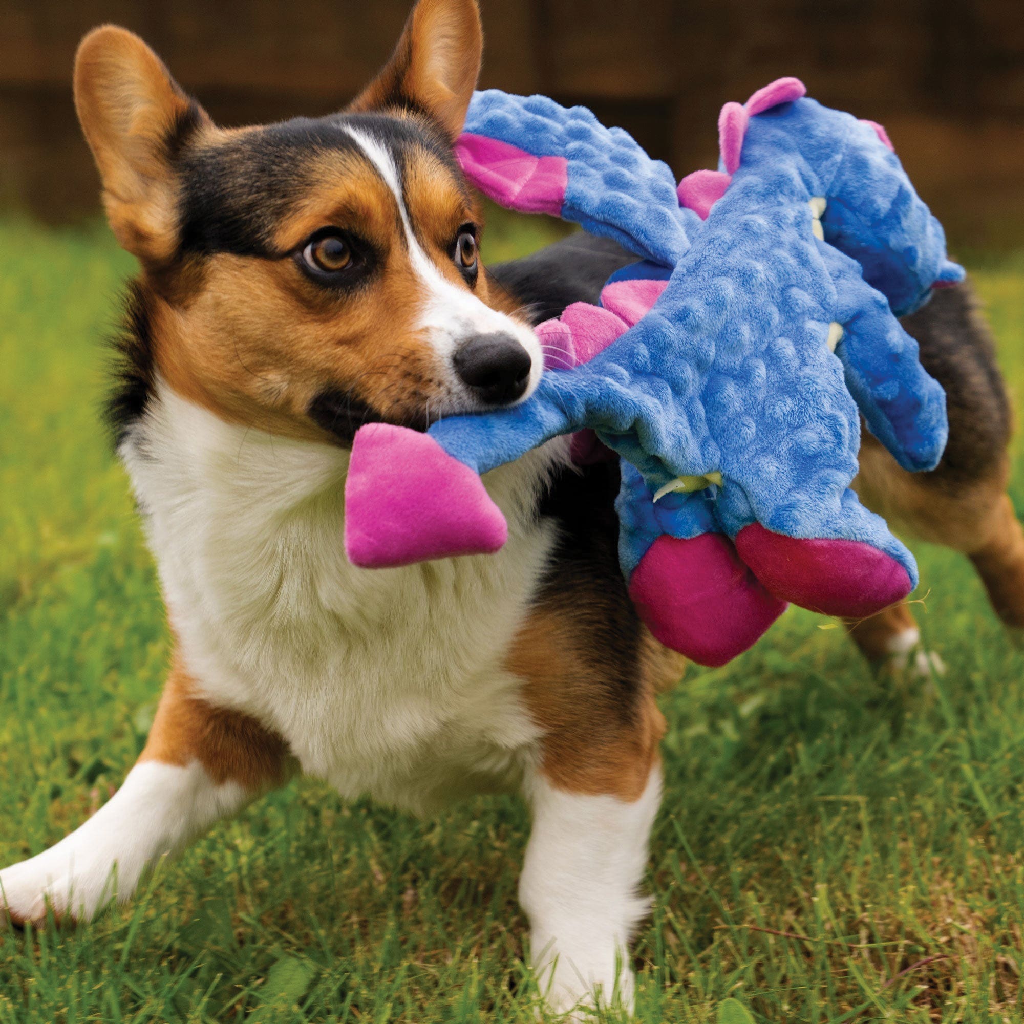 godog 70800-48997-024 Dog Toy, S, Plush, Squeaker, Dragons, Periwinkle