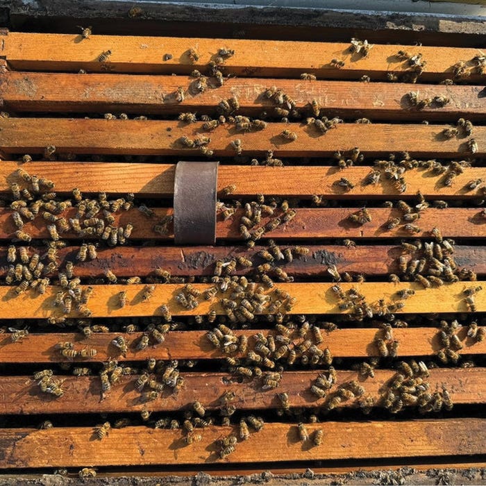 VarroxSan Varroa Mite Treatment, 20-Strip Pack