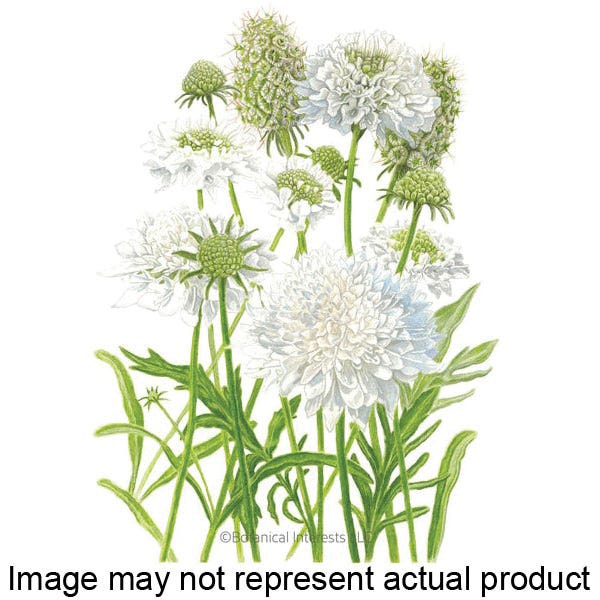 Botanical Interests Flower Seed, Snow Maiden Scabiosa, Callistephus Chinensis, Summer to Frost Bloom, White Bloom