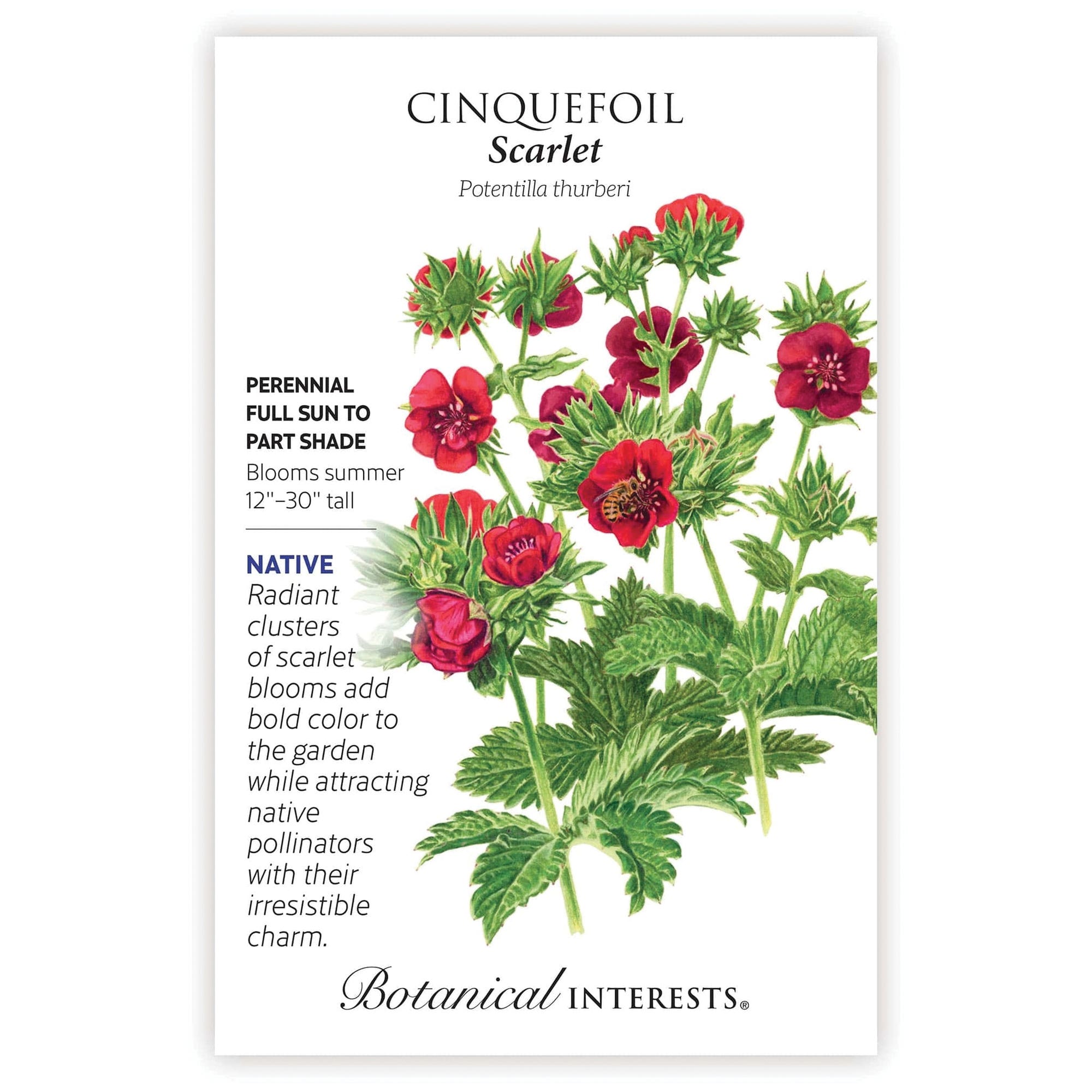 Botanical Interests Flower Seed, Cinquefoil, Potentilla Thurberi, Late Summer Planting, Summer Bloom, Scarlet Bloom
