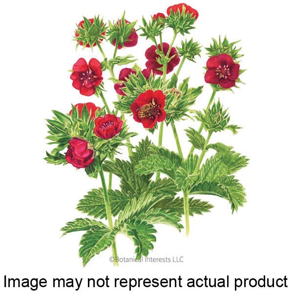 Botanical Interests Flower Seed, Cinquefoil, Potentilla Thurberi, Late Summer Planting, Summer Bloom, Scarlet Bloom