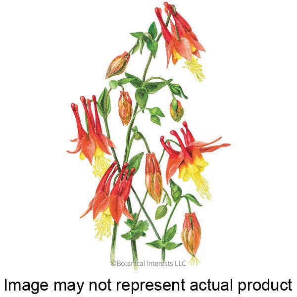 Botanical Interests Flower Seed, Eastern Red Columbine, Aquilegia Canadensis, Spring to Early Summer Bloom, 0.15 g