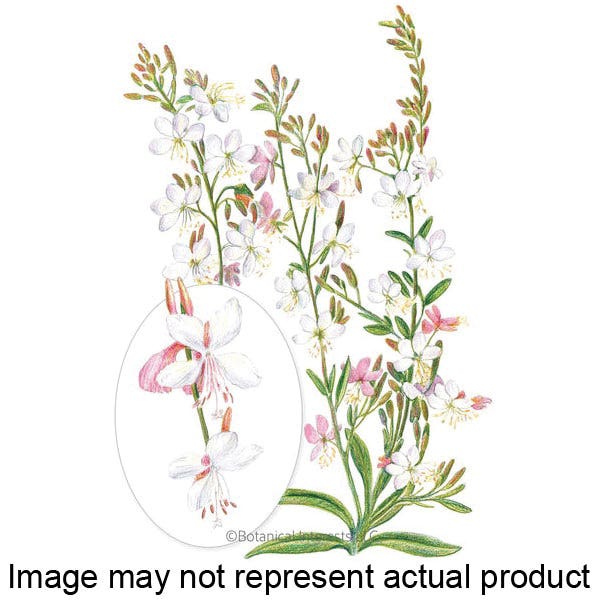 Botanical Interests Flower Seed, Gaura, Gaura Lindheimeri, Summer to Fall Bloom, Pink/White Bloom, 1 g