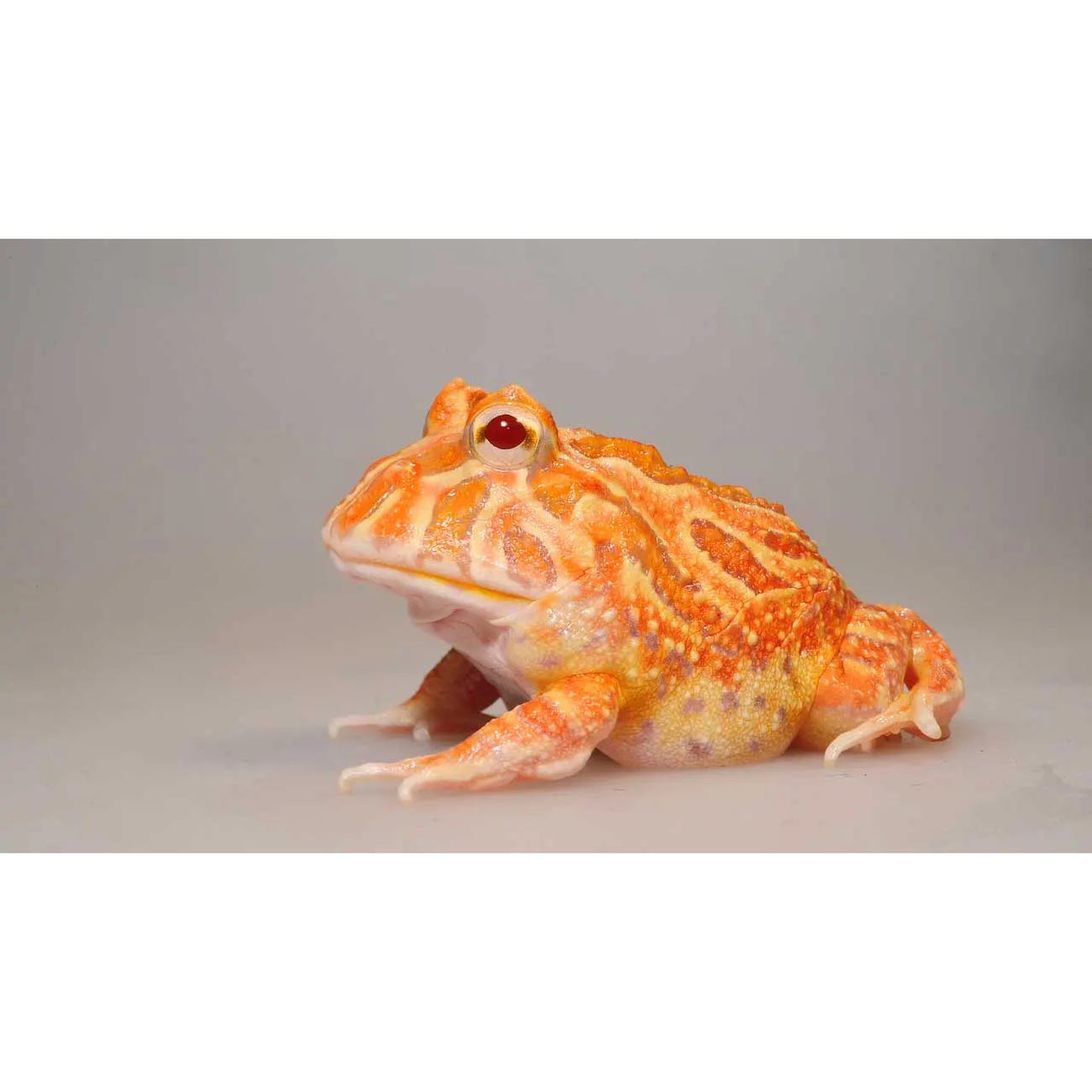 Exo Terra Daytime Heat Lamp, 100 W, A21 Lamp