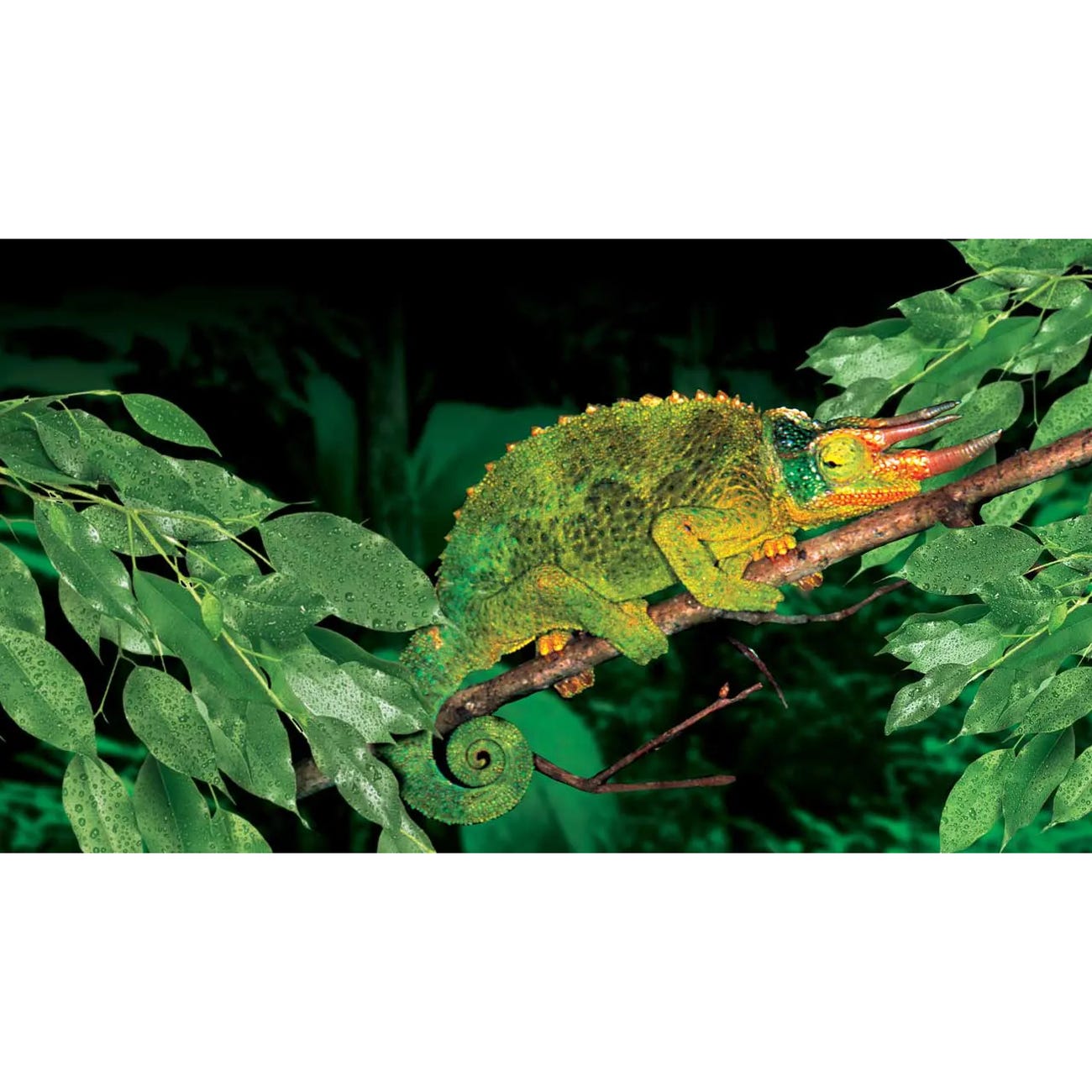 Exo Terra Amapallo Hanging Rainforest Plant, L