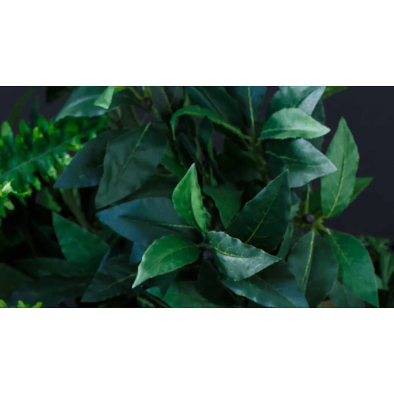 Exo Terra Amapallo Hanging Rainforest Plant, L