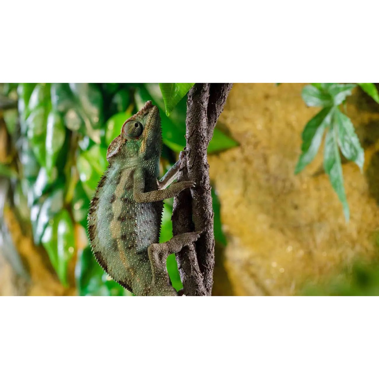 Exo Terra Forest Branch Sandblasted Grape Vine, S