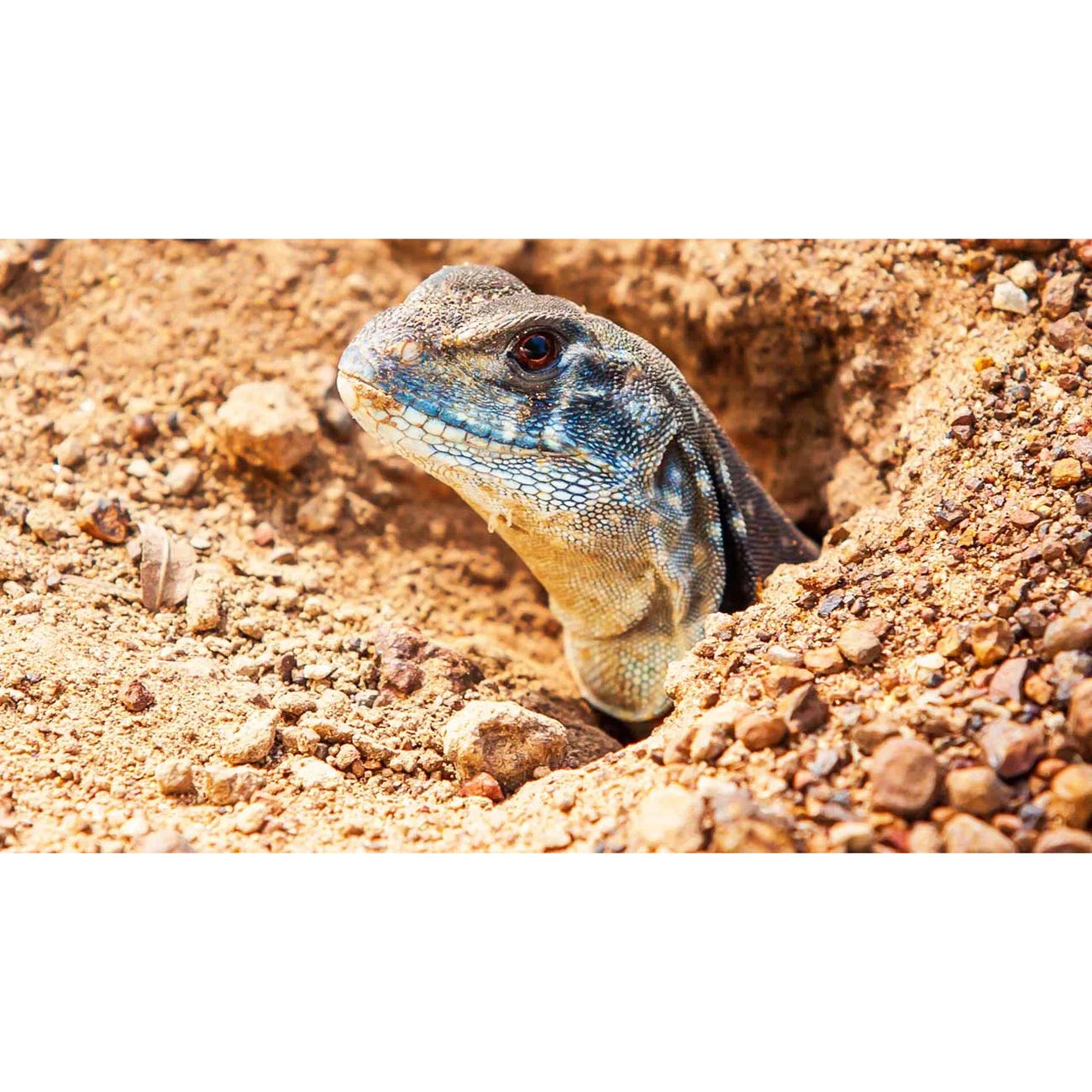 Exo Terra Landscaping Substrate, Desert Soil, Natural, 11 lb