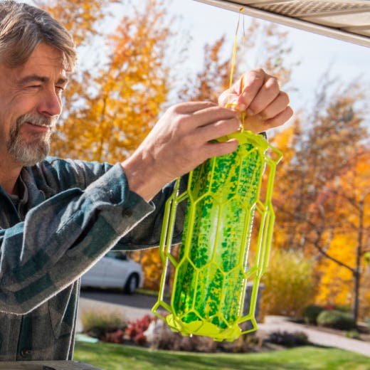 Rescue TrapStik Flying Insect Trap