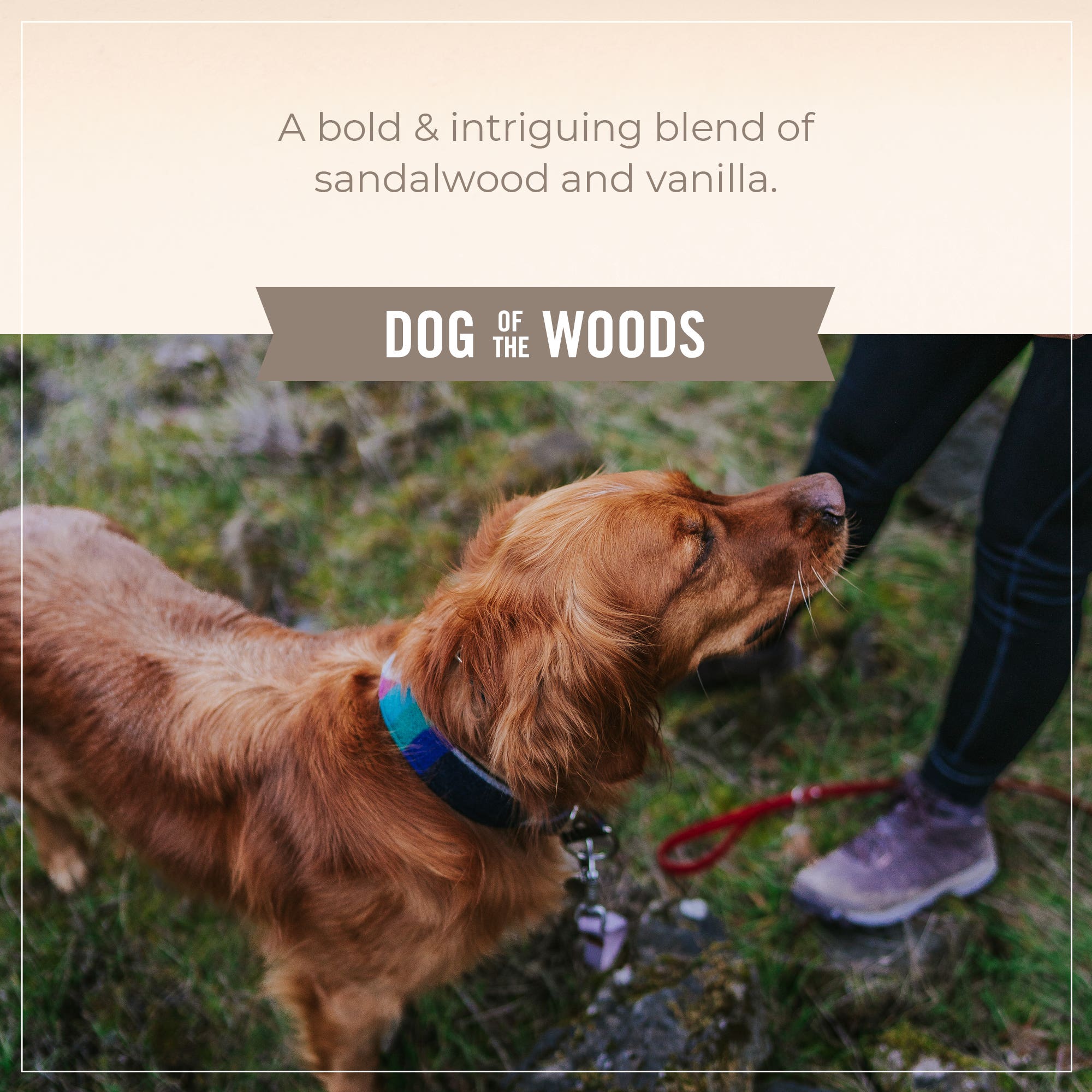 Skout's Pet Probiotic Shampoo and Conditioner, Sandalwood Vanilla, 16 oz