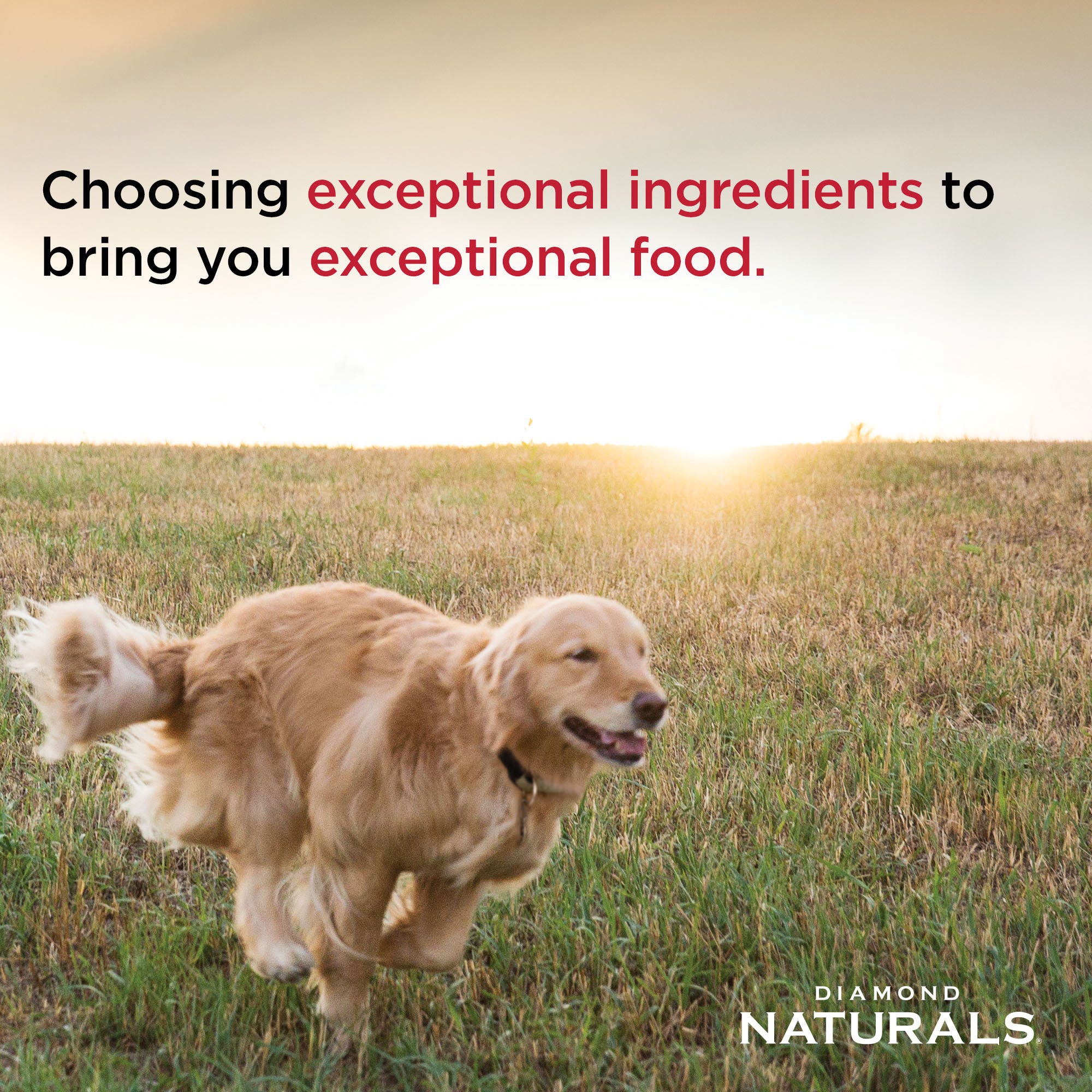 Diamond Naturals Skin & Coat All Life Stages Salmon & Potato Dry Dog Food, 15 lb