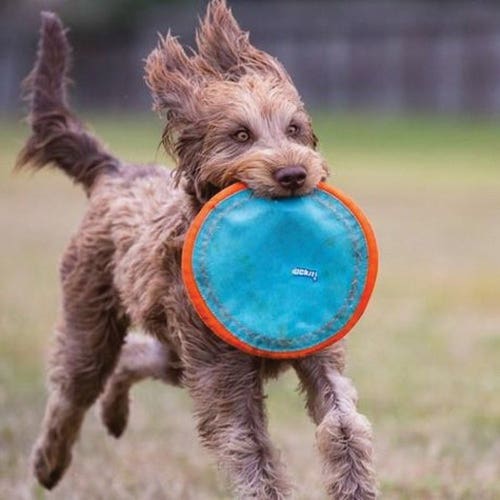 Chuckit! Dog Toy, S, Nylon/Rubber, Blue/Orange