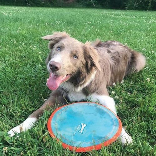 Chuckit! Dog Toy, S, Nylon/Rubber, Blue/Orange