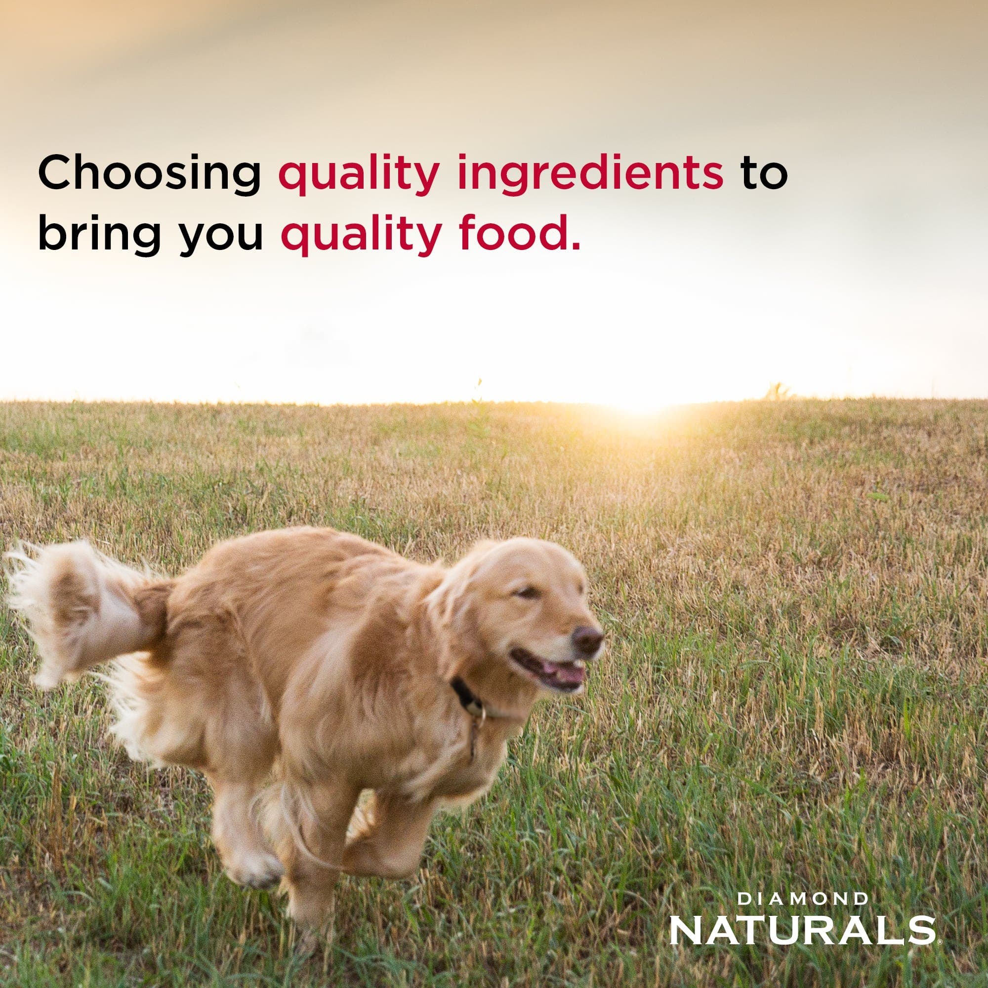 Diamond Naturals Beef Dinner for Adult Dogs & Puppies, 13.2 oz
